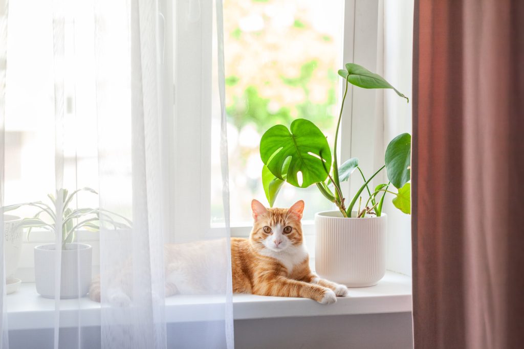 Red cat sits on the window and house plants on the windowsill. Domestic pet kitten resting on the windowsill at home in sunny day.